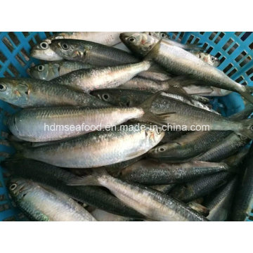 Light Catch Seafood Frozen Sardine Fish